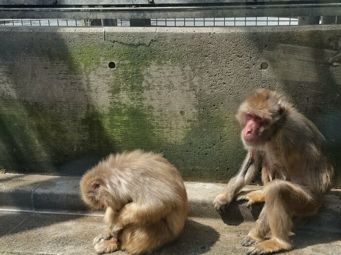 湊山公園で飼育されているサル