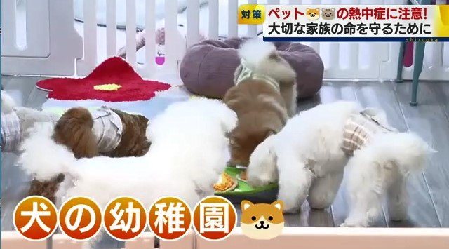 犬の幼稚園(静岡市・わんにゃん通り)