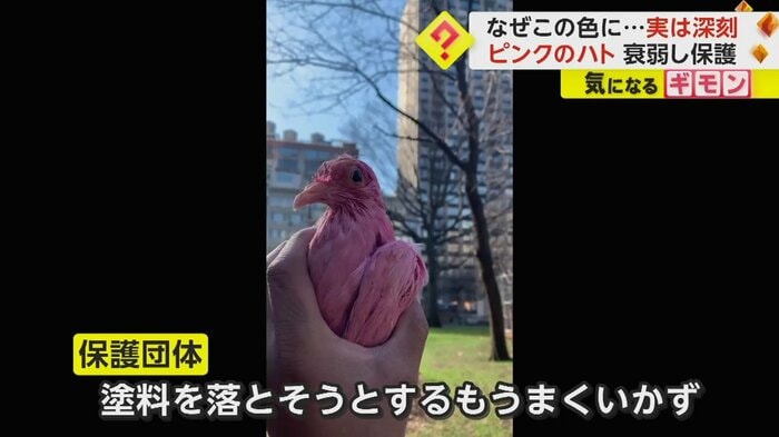 うまく落ちないピンクの塗料