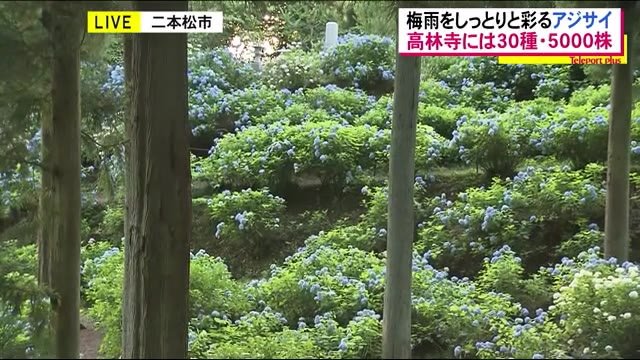 まるで海のよう…深い青を愛でる夕暮れ時のあじさい寺 <福島県二本松市・高林寺>