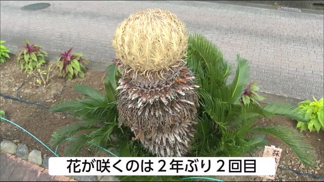 珍しい花の話題 ソテツの花咲く 宮崎県都城市