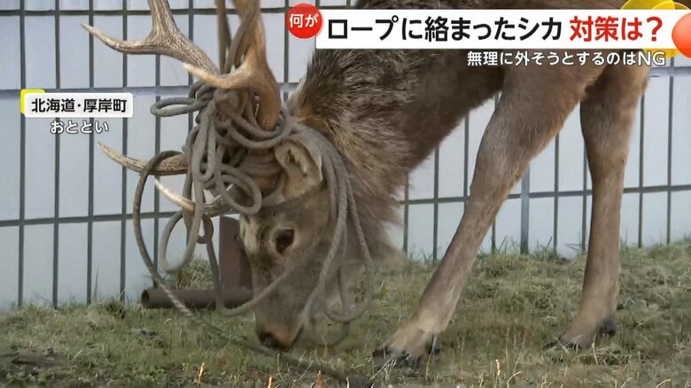 角にロープがぐるぐる絡まったエゾシカ…少なくとも2頭　最善策は「春になると自然に抜け落ちる。近づかない」　北海道・厚岸町｜FNNプライムオンライン