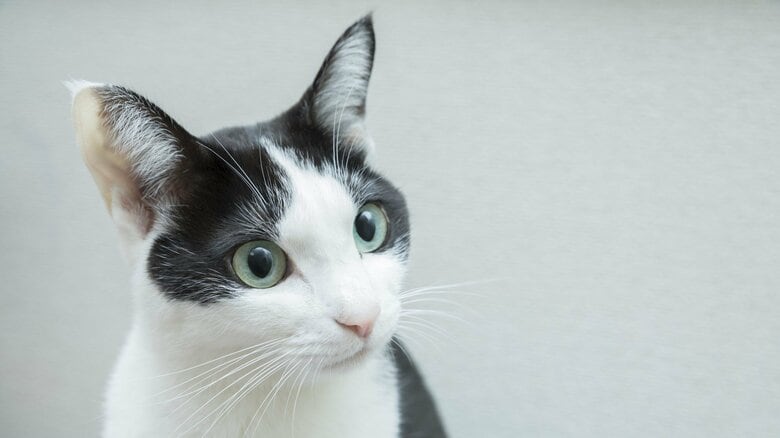 三毛はツンデレ、白は臆病、黒猫は？毛柄によって違う性格と“白ブチ模様”の動物にある共通点｜FNNプライムオンライン