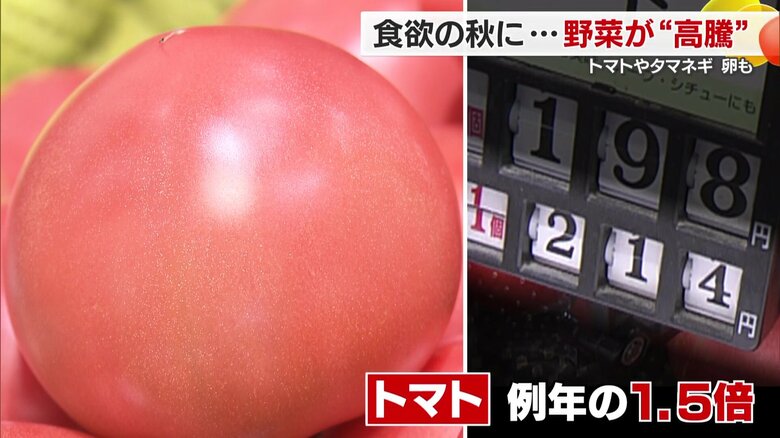 愛媛の野菜が高い!トマト1個が200円以上に!残暑続きでスーパーの野菜高値が続き秋の家計を圧迫【愛媛発】|FNNプライムオンライン