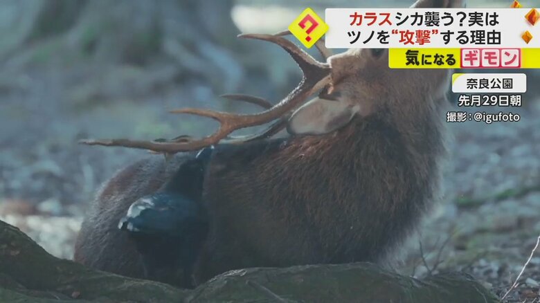 カラスがシカを襲う！？　実は“角の皮”を剥がして食べていた　意外にも“ウィンウィンな関係”　奈良公園｜FNNプライムオンライン