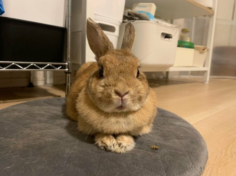 6歳の時のアンジーちゃん（提供：うさぎと暮らしと。さん）