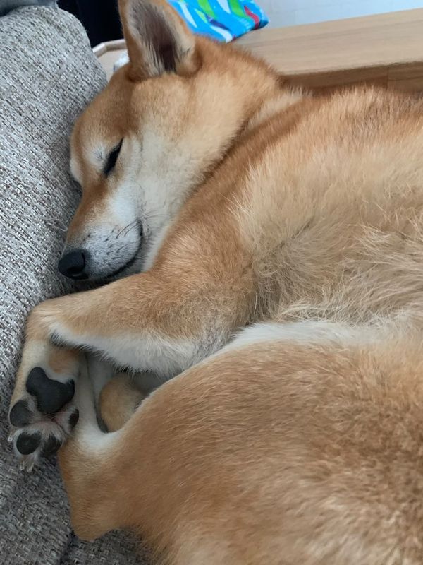 提供：柴犬 しんさん