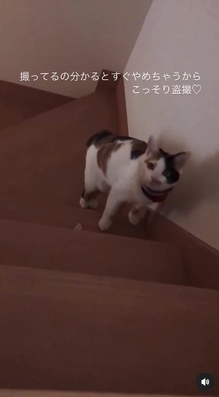 提供：kiyokoさん