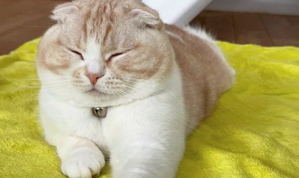 提供：犬と猫の親バカ日記さん