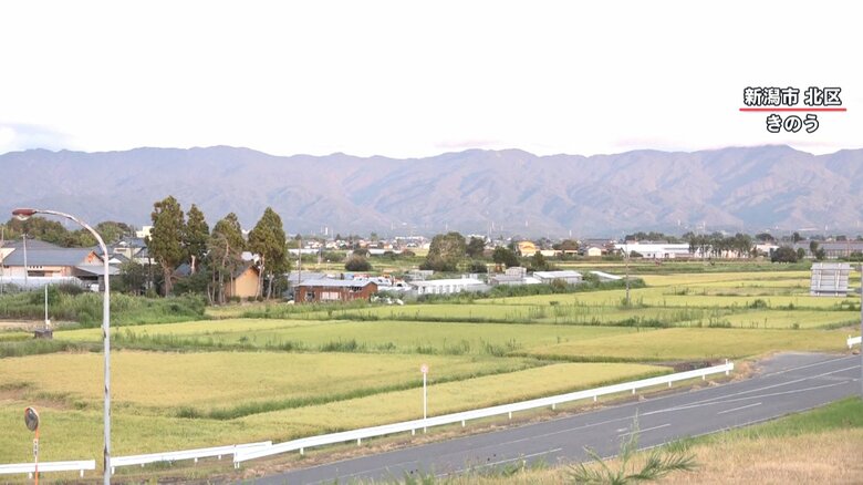 （収穫を控えた美しい稲）