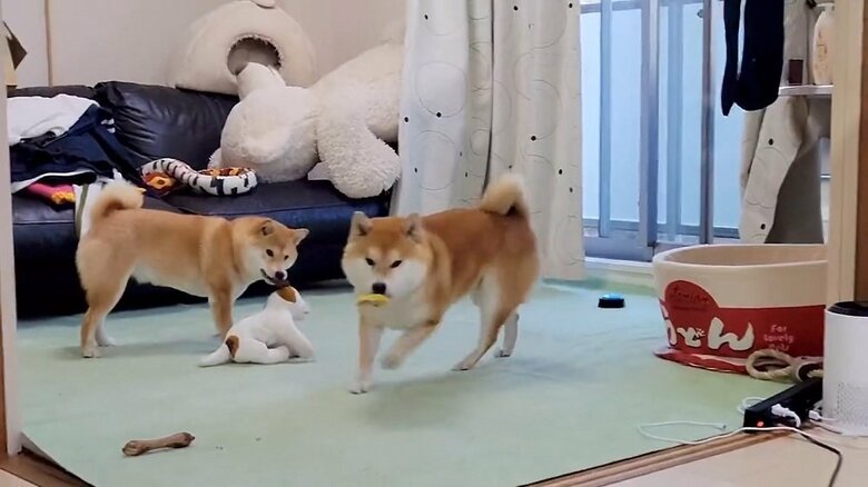 カミカミしていたおもちゃを持って立ち上がると…