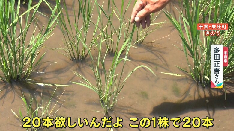 ジャンボタニシに食べられ、茎の本数が減ってしまった稲