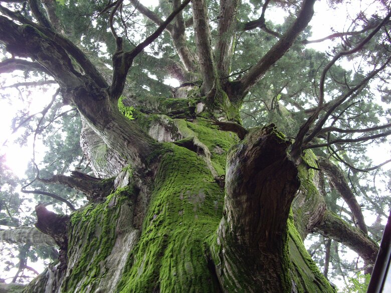 塚本さんの“マイツリー　静岡県浜松市にある「春埜杉」