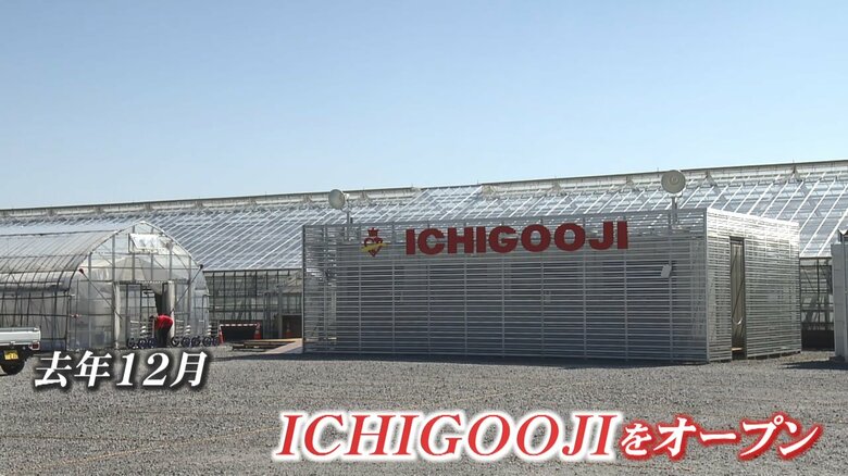 農業用ハウス「ICHIGOOJI」（福井・坂井市）