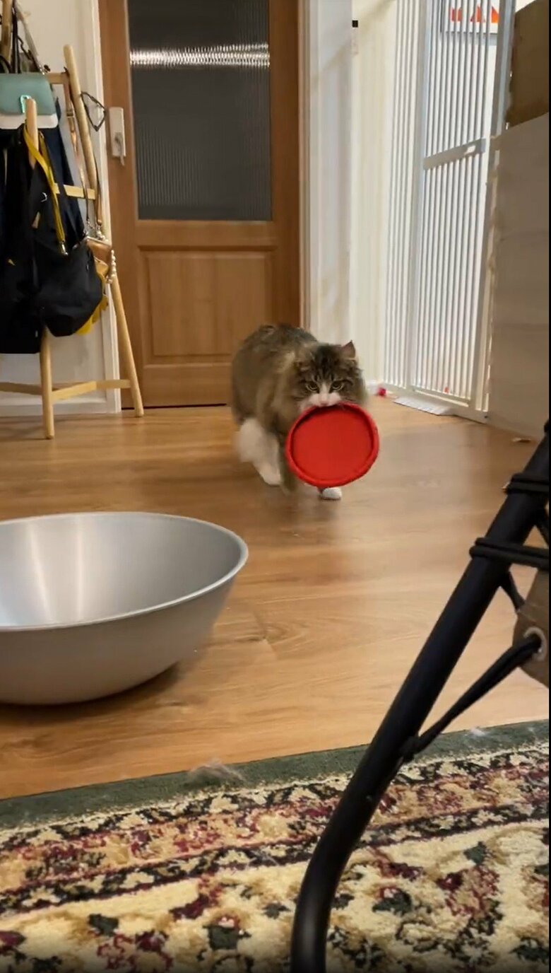 提供：しろあん でっかい北欧猫さん