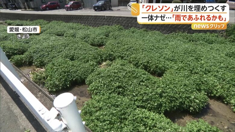 大量の植物で埋め尽くされる川（16日、愛媛・松山市）