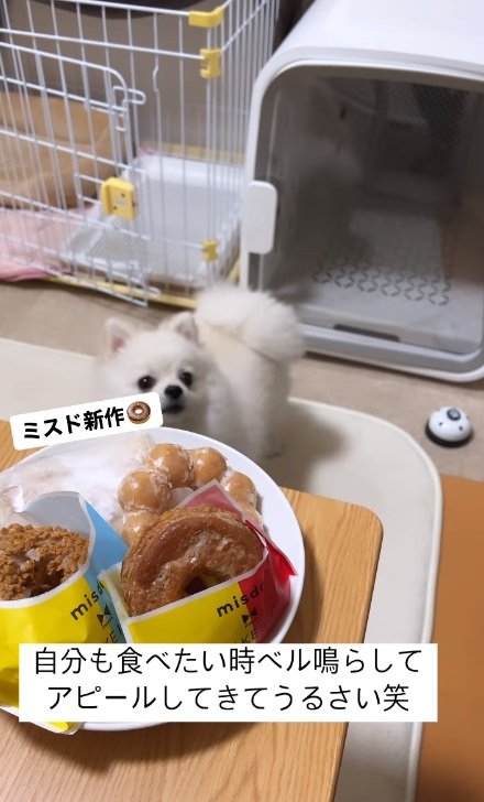 「鳴ってるよ？」と言いたげ？な視線