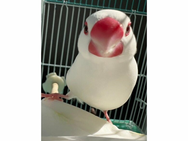 ところてんくん