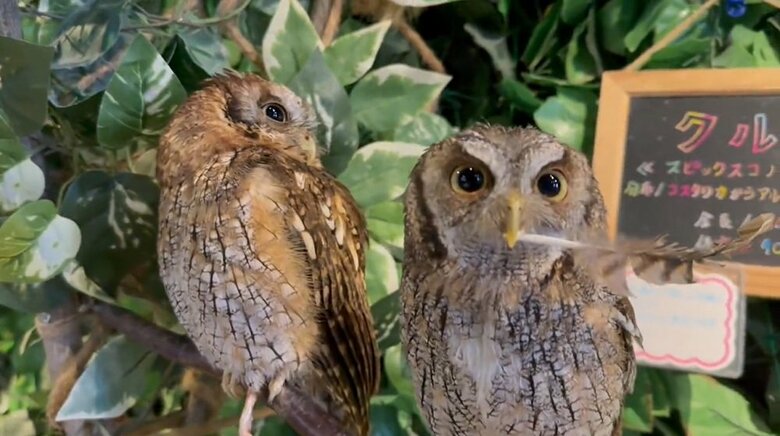 「だめな感じ？」