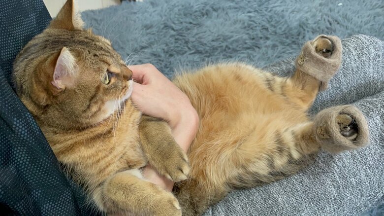 自分の猫毛で作られたスリッパ