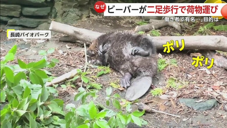 お腹をまる出しでリラックス（映像提供：長崎バイオパーク）