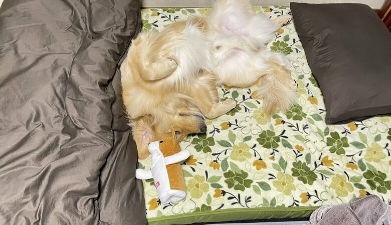 飼い主さんの寝る場所を占領