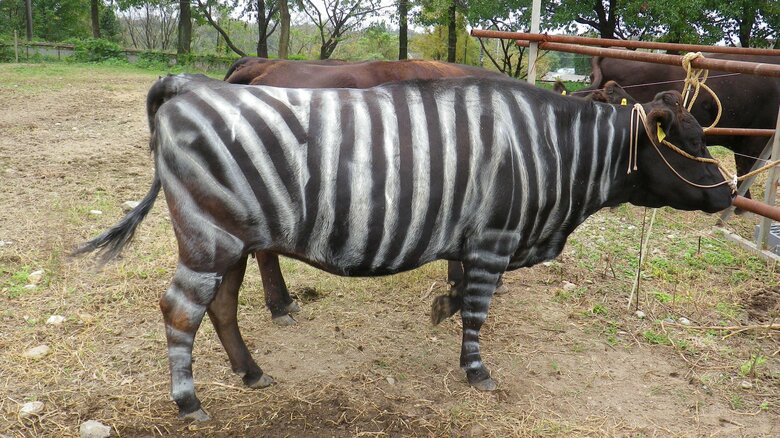 愛知県の検証の様子（画像提供：愛知県農業総合試験場）