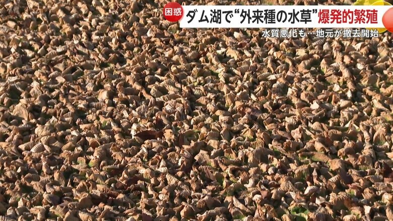 ダム湖を覆うボタンウキクサ