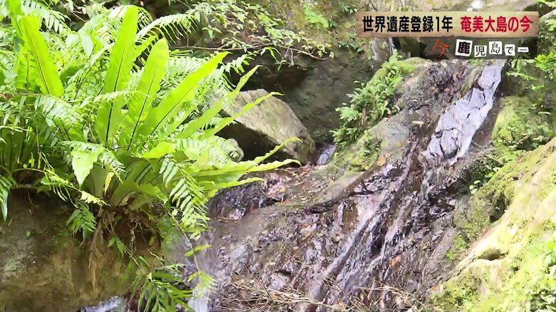 常田さんが推奨する奄美市住用町のルートで見える自然