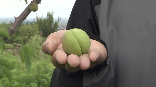 ゴルフボール大になる高田梅