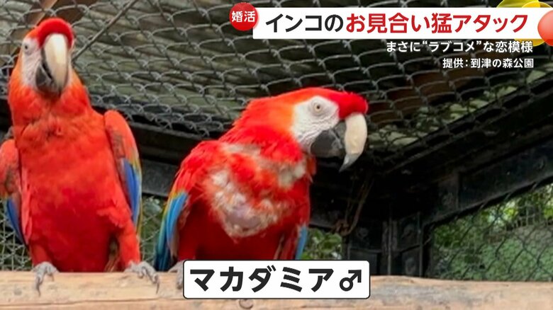 オスの「マカダミア」