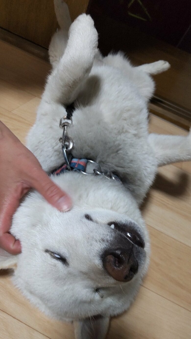 白目をむいている