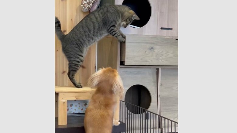 ボンくんにおもちゃを取ってあげようとするねこくん