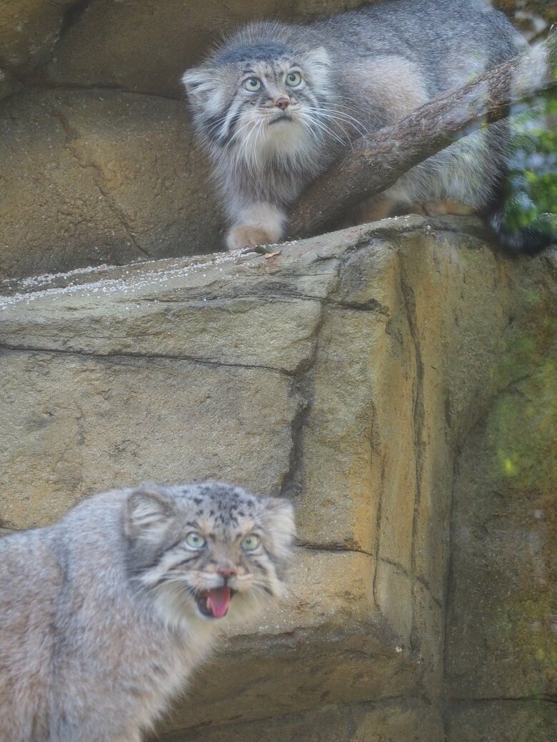 マヌルネコ（提供：那須どうぶつ王国）