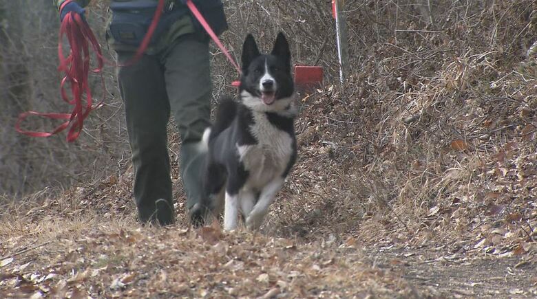 NPO法人ピッキオの活動（軽井沢町）