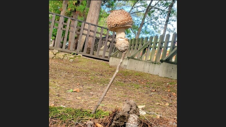 撮影した木の枝とキノコ（提供：草葉ノカゲさん）