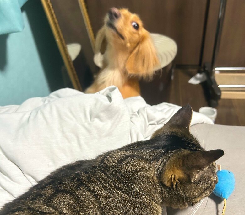 おもちゃで遊ぶねこくんを見つめる、ボンくん