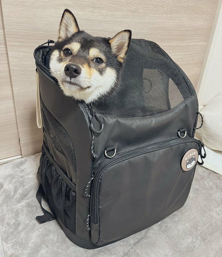 リュックに入って顔だけ出すのはよく見かけるそう