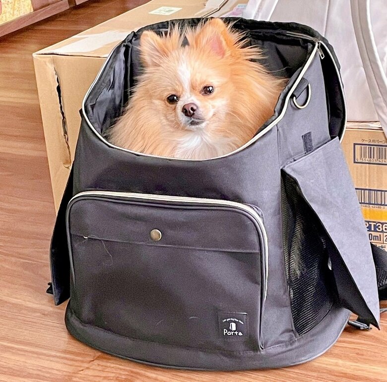 お出かけ好きリュック待機