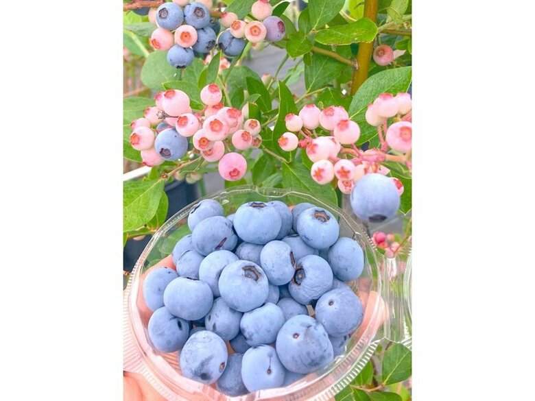 ラビットアイ系品種