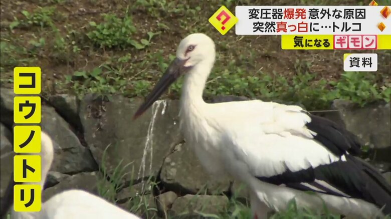 爆発の原因は、まさかのコウノトリの可能性