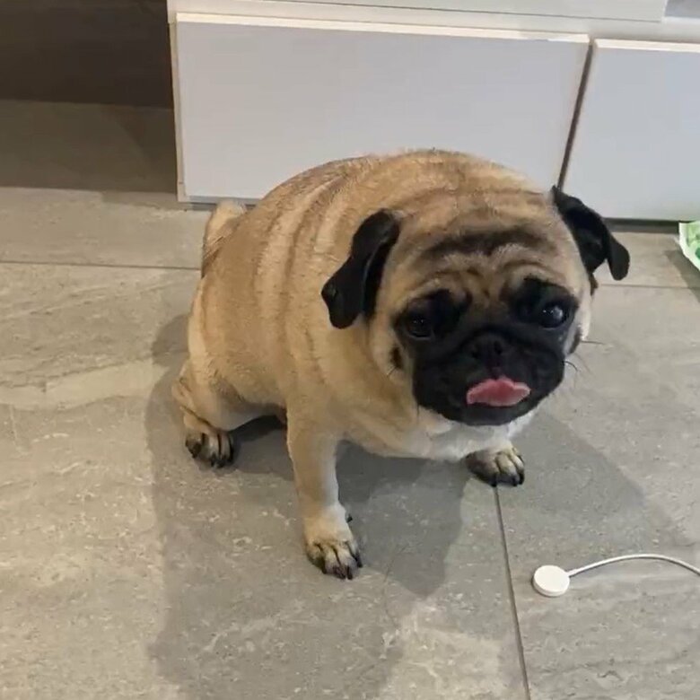 表情が豊かな横綱ちゃん。飼い主の食事中はこんな顔に