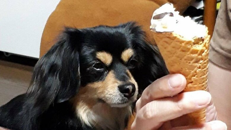 人間がお菓子を食べると見つめる