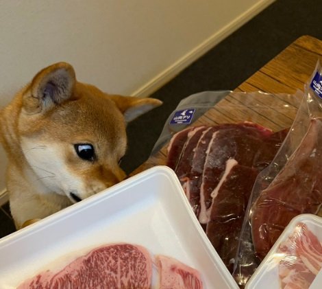 お肉に釘付けな文旦くん