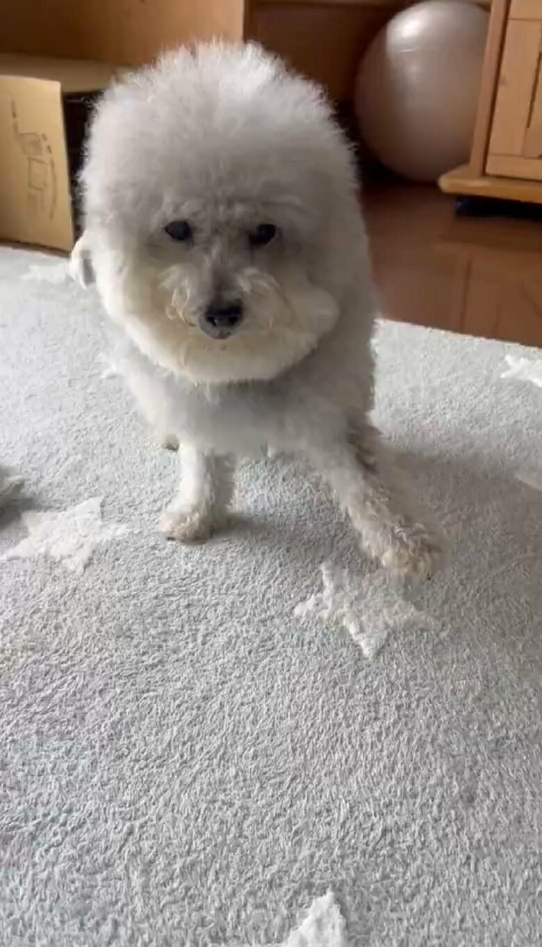 一緒に暮らすハルくんケンカをした後ゆっくりとやってくるココちゃん