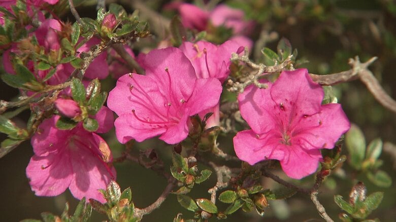 暑さでツツジが咲いていた