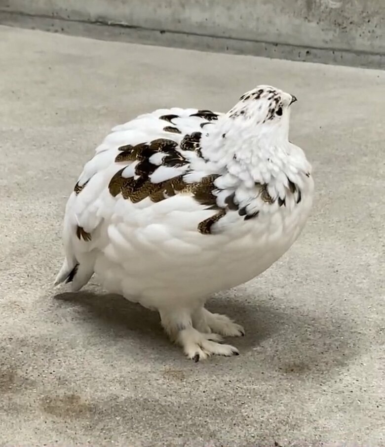 提供：市立大町山岳博物館