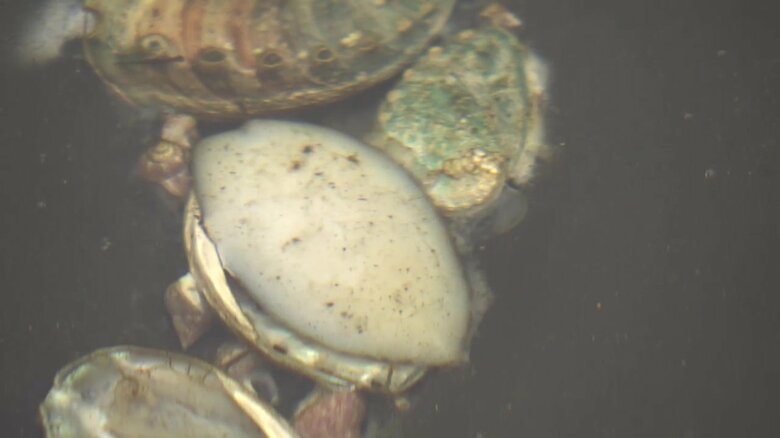 12日間続いた停電の影響でアワビ250万個が死滅