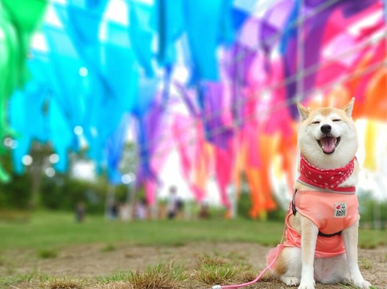 提供：柴犬チャーミーさん
