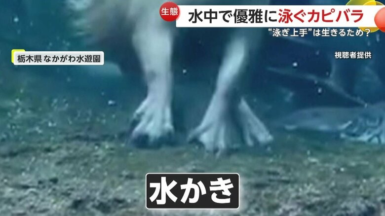 カピバラの手についた水かき